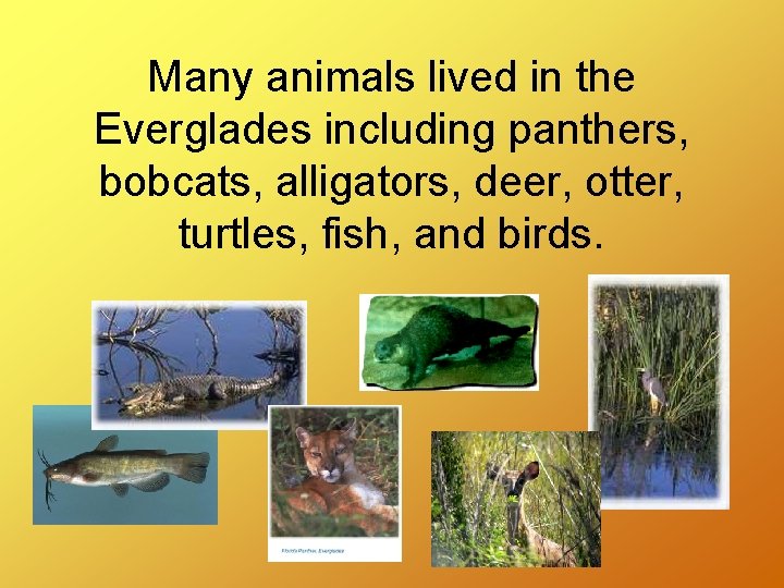 Many animals lived in the Everglades including panthers, bobcats, alligators, deer, otter, turtles, fish,