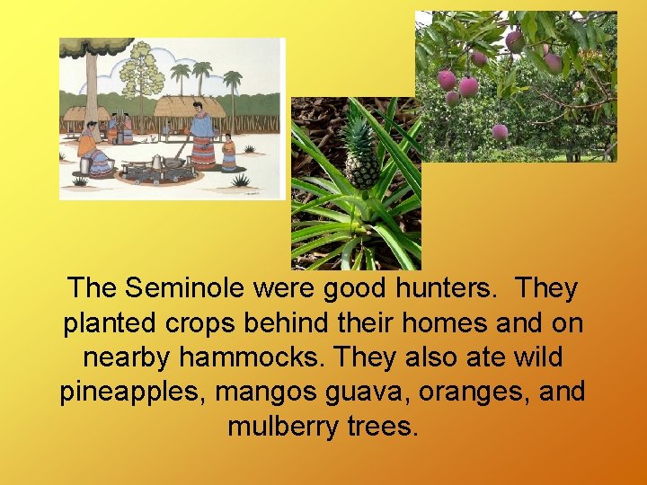The Seminole were good hunters. They planted crops behind their homes and on nearby