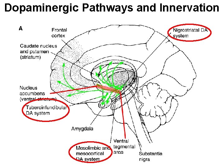 Dopaminergic Pathways and Innervation 