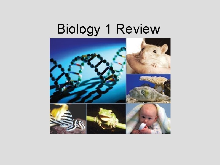Biology 1 Review 