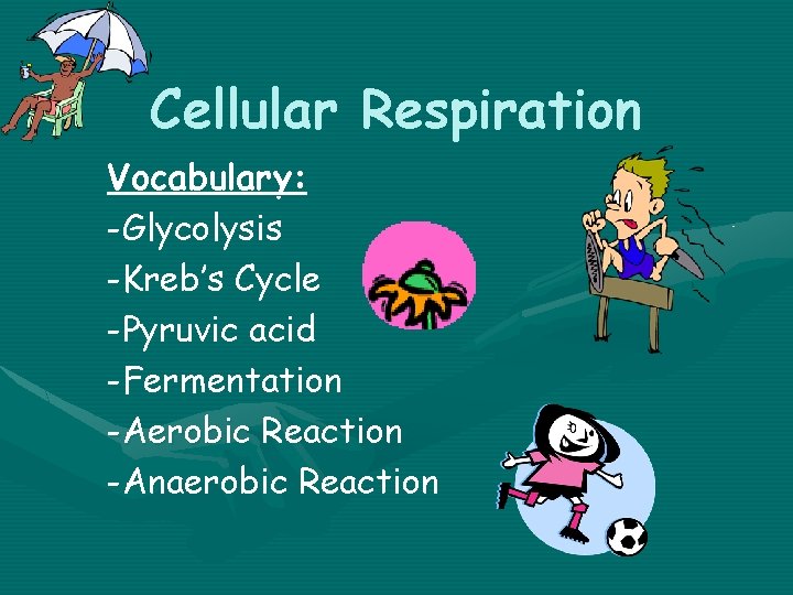 Cellular Respiration Vocabulary: -Glycolysis -Kreb’s Cycle -Pyruvic acid -Fermentation -Aerobic Reaction -Anaerobic Reaction 