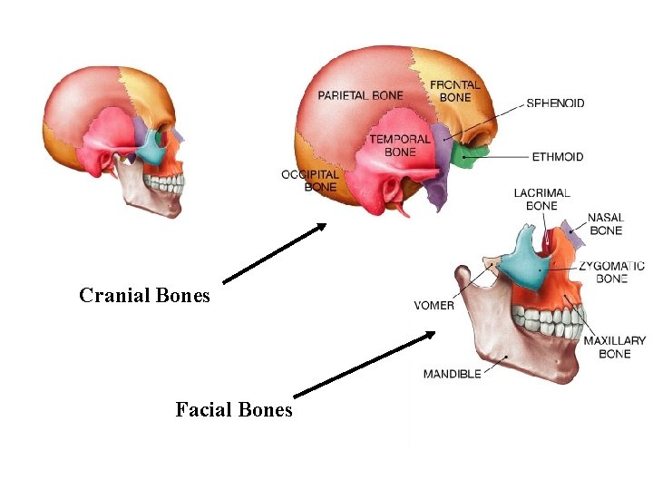 Cranial Bones Facial Bones 