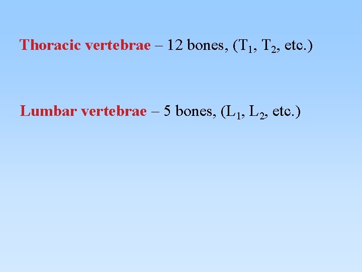 Thoracic vertebrae – 12 bones, (T 1, T 2, etc. ) Lumbar vertebrae –