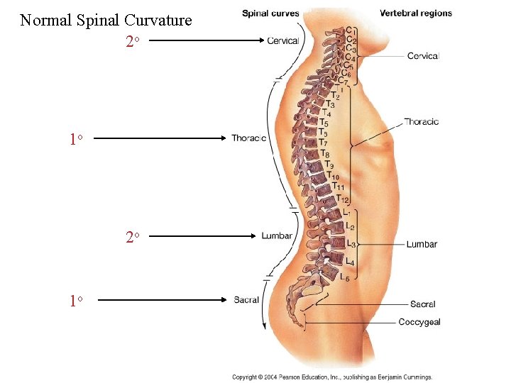 Normal Spinal Curvature 2 o 1 o 