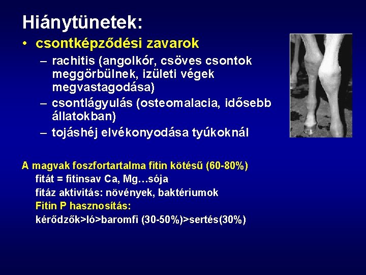 Hiánytünetek: • csontképződési zavarok – rachitis (angolkór, csöves csontok meggörbülnek, izületi végek megvastagodása) –