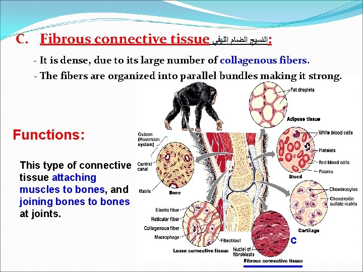 C. Fibrous connective tissue ﺍﻟﻨﺴﻴﺞ ﺍﻟﻀﺎﻡ ﺍﻟﻠﻴﻔﻲ : - It is dense, due to