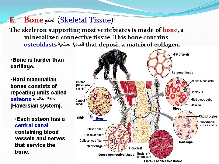 E. Bone ( ﺍﻟﻌﻈﻢ Skeletal Tissue): The skeleton supporting most vertebrates is made of