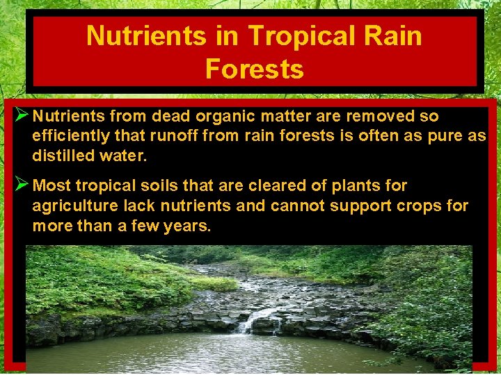 Nutrients in Tropical Rain Forests Ø Nutrients from dead organic matter are removed so