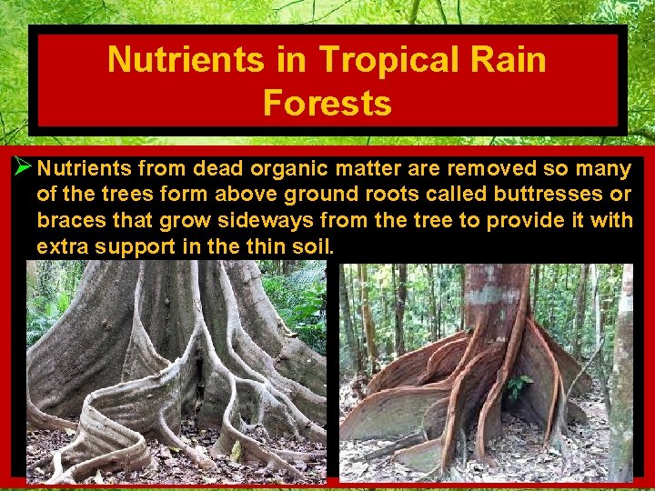Nutrients in Tropical Rain Forests Ø Nutrients from dead organic matter are removed so
