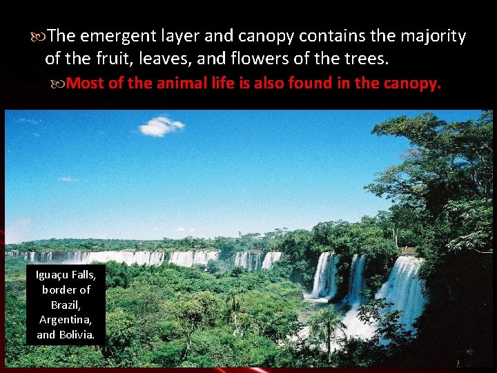 The emergent layer and canopy contains the majority of the fruit, leaves, and