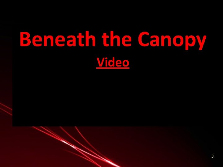 Beneath the Canopy Video 3 