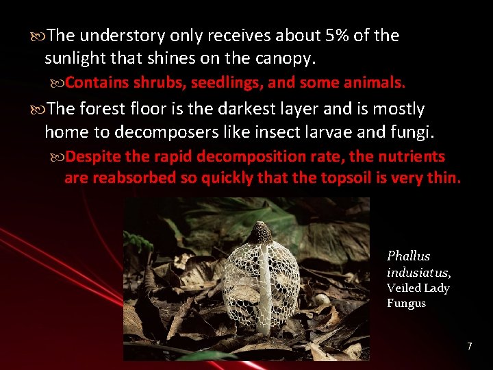  The understory only receives about 5% of the sunlight that shines on the