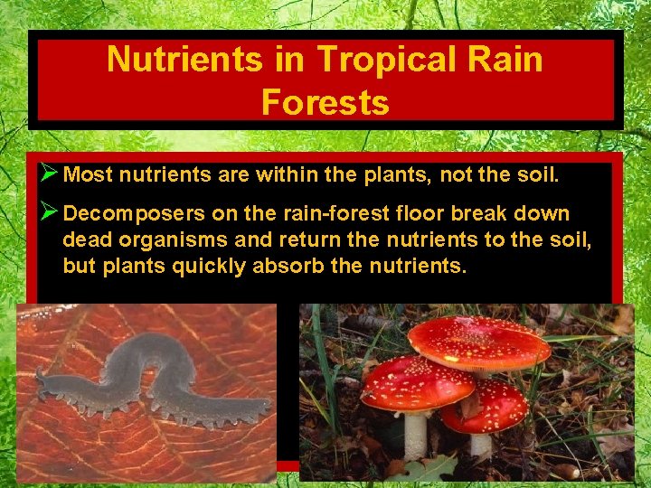 Nutrients in Tropical Rain Forests Ø Most nutrients are within the plants, not the