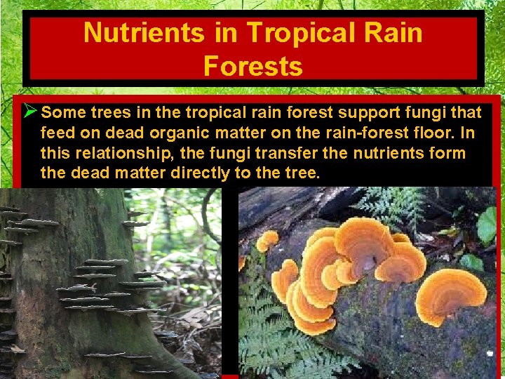 Nutrients in Tropical Rain Forests Ø Some trees in the tropical rain forest support