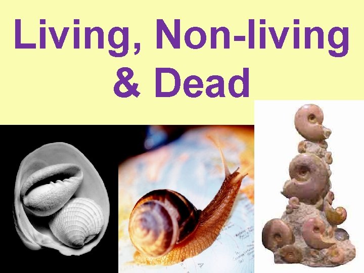 Living, Non-living & Dead 