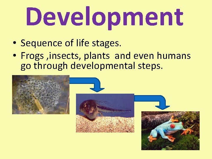 Development • Sequence of life stages. • Frogs , insects, plants and even humans