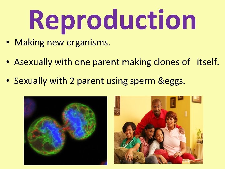 Reproduction • Making new organisms. • Asexually with one parent making clones of itself.