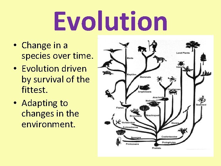 Evolution • Change in a species over time. • Evolution driven by survival of