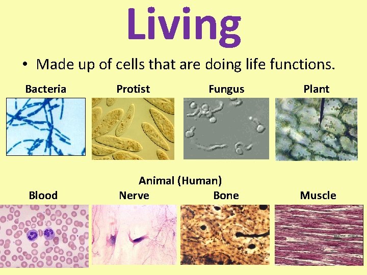 Living • Made up of cells that are doing life functions. Bacteria Protist Fungus