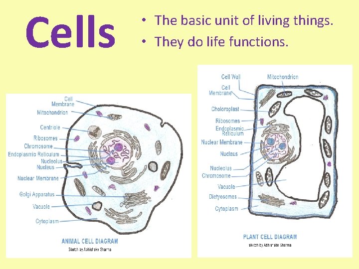 Cells • The basic unit of living things. • They do life functions. 