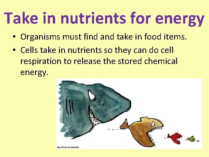 Take in nutrients for energy • Organisms must find and take in food items.