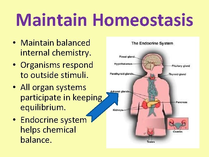 Maintain Homeostasis • Maintain balanced internal chemistry. • Organisms respond to outside stimuli. •