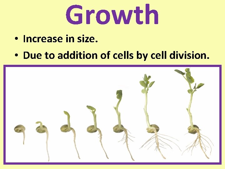 Growth • Increase in size. • Due to addition of cells by cell division.