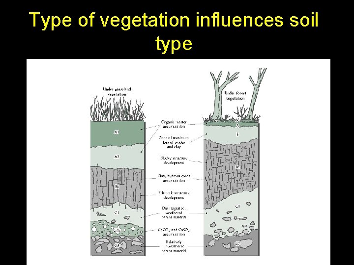 Type of vegetation influences soil type 