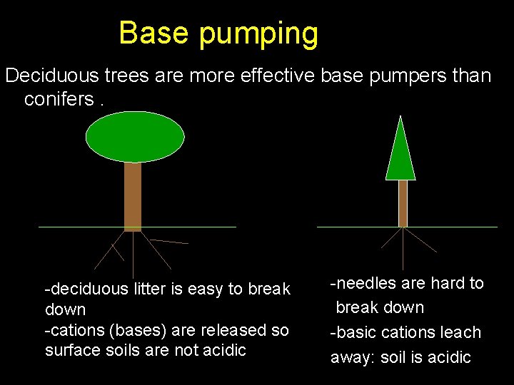 Base pumping Deciduous trees are more effective base pumpers than conifers. -deciduous litter is