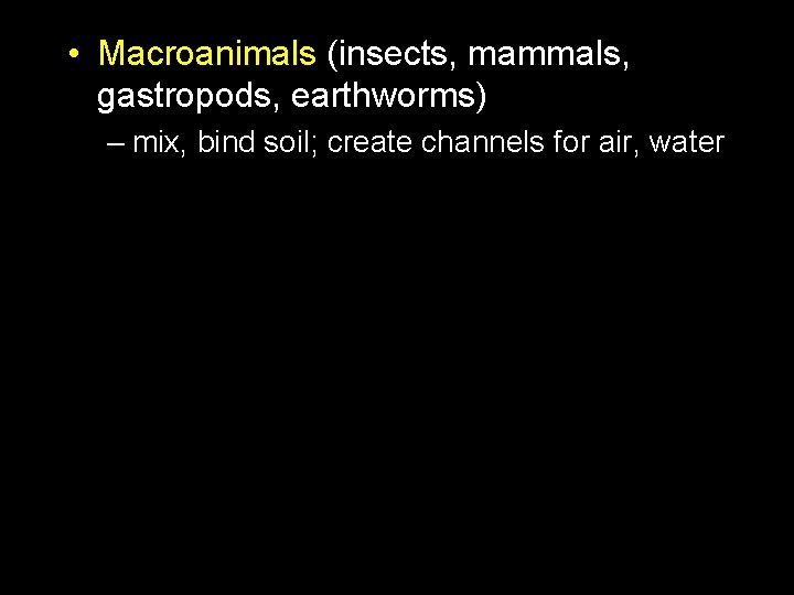  • Macroanimals (insects, mammals, gastropods, earthworms) – mix, bind soil; create channels for
