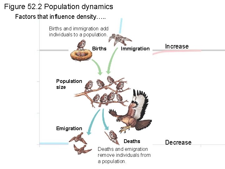 Figure 52. 2 Population dynamics Factors that influence density…. . Births and immigration add