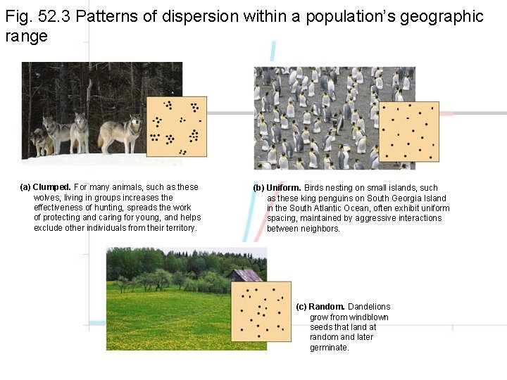 Fig. 52. 3 Patterns of dispersion within a population’s geographic range (a) Clumped. For