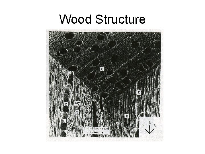 Wood Structure 