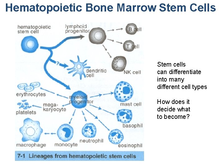 Hematopoietic Bone Marrow Stem Cells Stem cells can differentiate into many different cell types