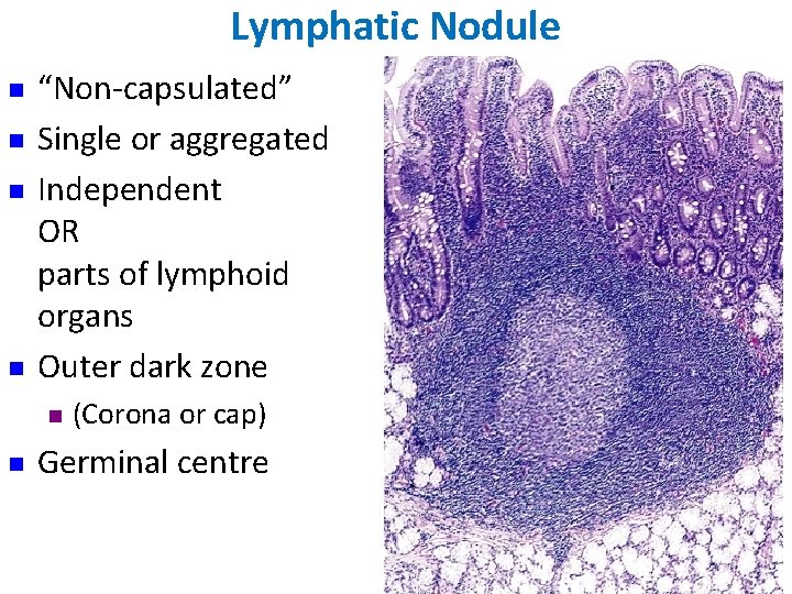 Lymphatic Nodule n n “Non-capsulated” Single or aggregated Independent OR parts of lymphoid organs