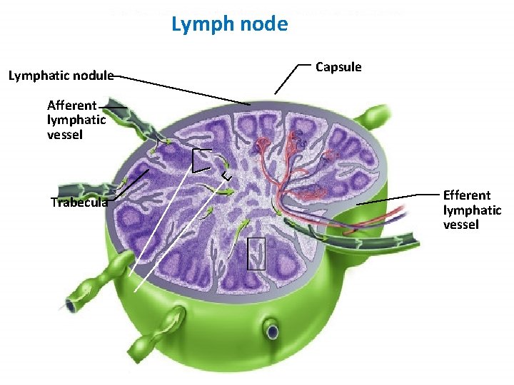 Lymph node Lymphatic nodule Fig. 22. 12 a(TECapsule Art) Afferent lymphatic vessel Trabecula Efferent