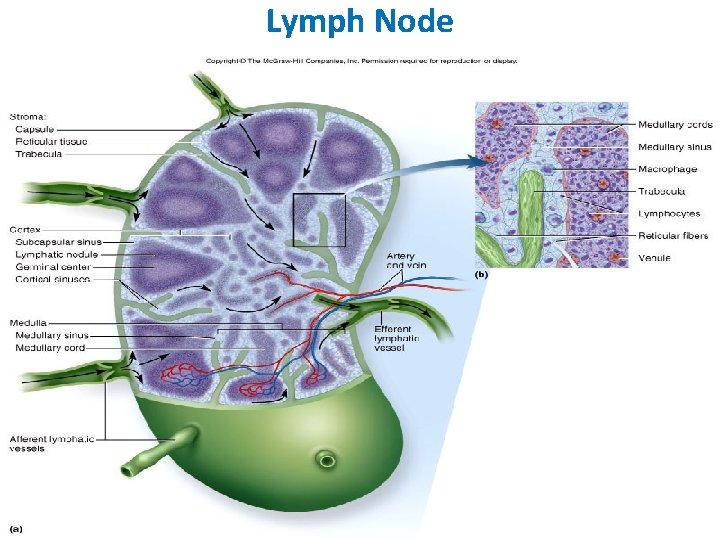 Lymph Node Fig. 21. 12 a and b 23 