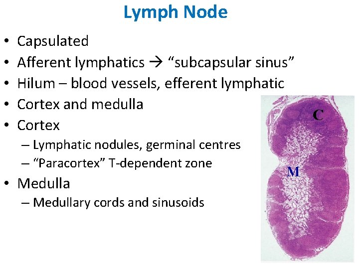 Lymph Node • • • Capsulated Afferent lymphatics “subcapsular sinus” Hilum – blood vessels,