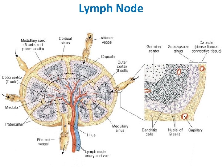 Lymph Node 