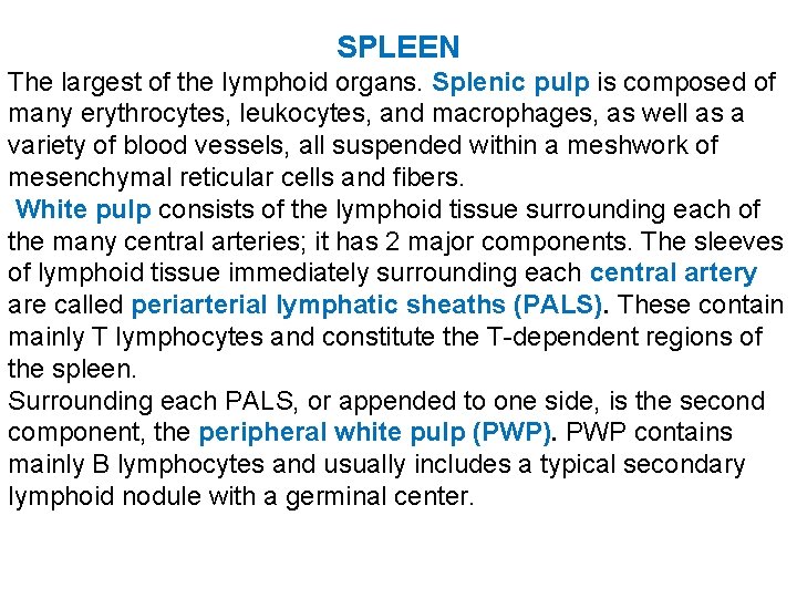 SPLEEN The largest of the lymphoid organs. Splenic pulp is composed of many erythrocytes,