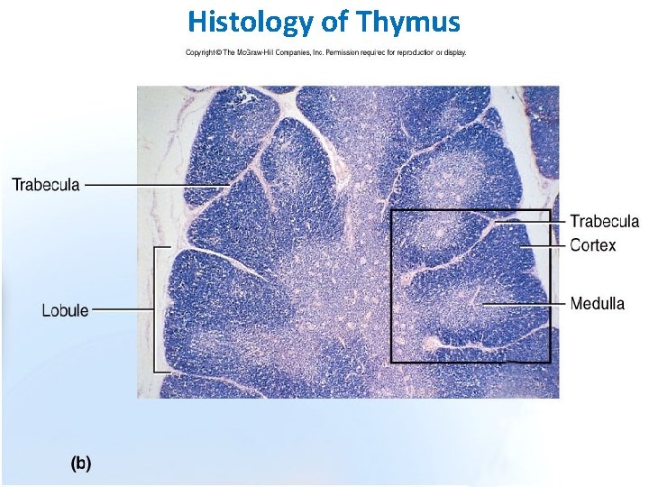Histology of Thymus 40 