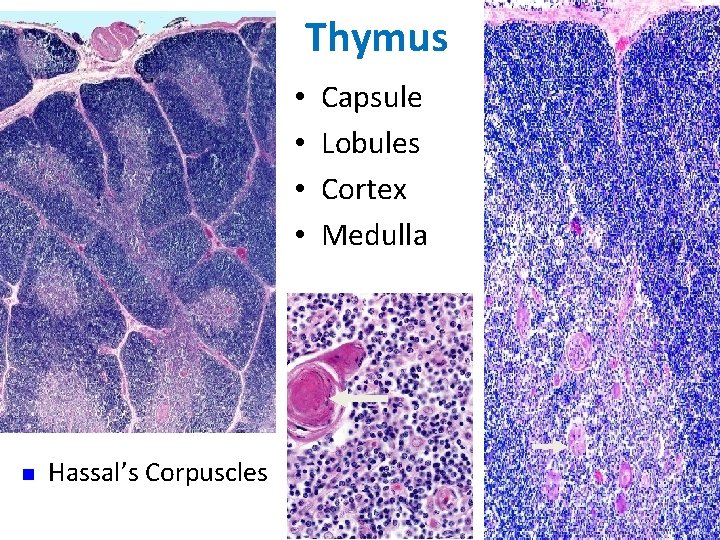 Thymus • • n Hassal’s Corpuscles Capsule Lobules Cortex Medulla 