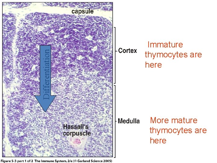 Differentiation Figure 5 -3 part 1 of 2 Immature thymocytes are here More mature