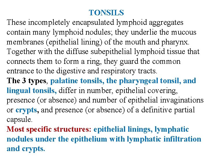 TONSILS These incompletely encapsulated lymphoid aggregates contain many lymphoid nodules; they underlie the mucous