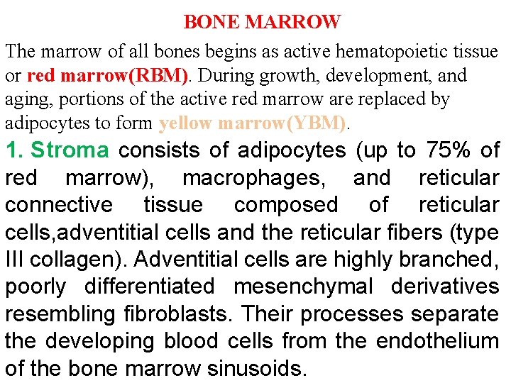 BONE MARROW The marrow of all bones begins as active hematopoietic tissue or red