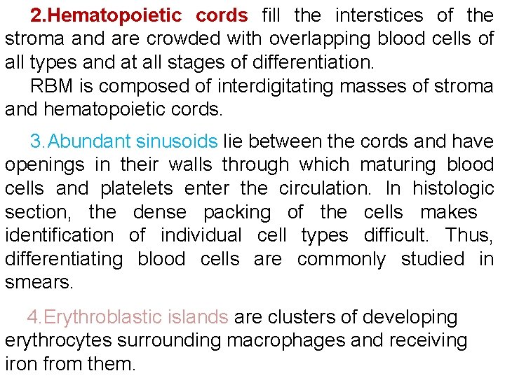 2. Hematopoietic cords fill the interstices of the stroma and are crowded with overlapping