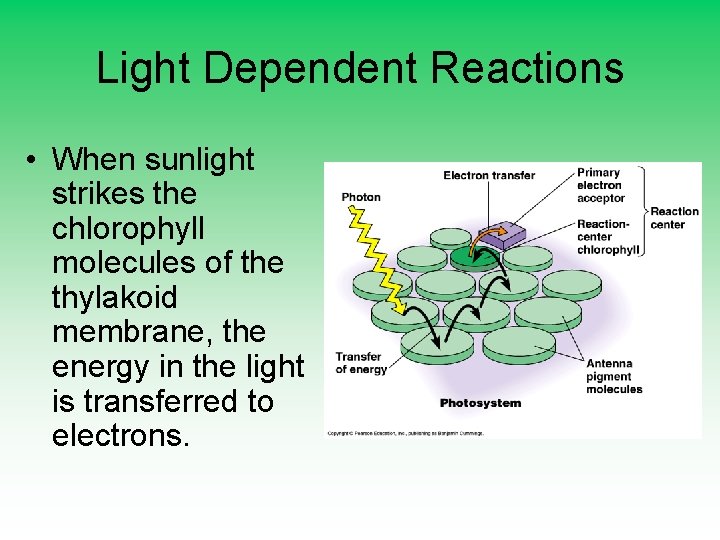 Light Dependent Reactions • When sunlight strikes the chlorophyll molecules of the thylakoid membrane,