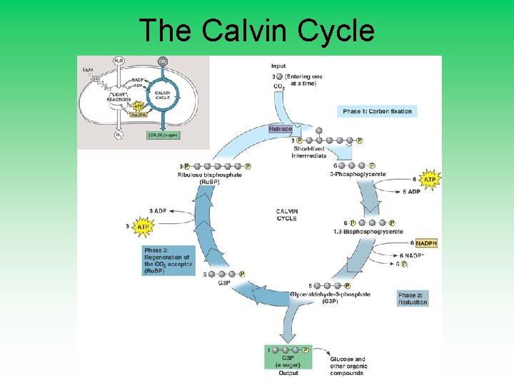The Calvin Cycle 