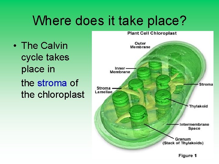 Where does it take place? • The Calvin cycle takes place in the stroma