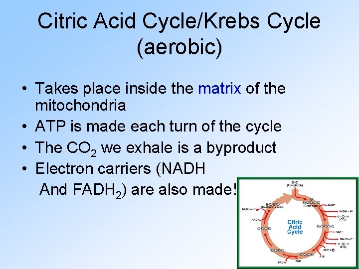 Citric Acid Cycle/Krebs Cycle (aerobic) • Takes place inside the matrix of the mitochondria